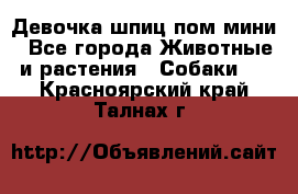 Девочка шпиц пом мини - Все города Животные и растения » Собаки   . Красноярский край,Талнах г.